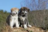 AKITA INU 089